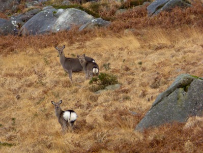 Sika hinds. Note the heart-shaped rumps.