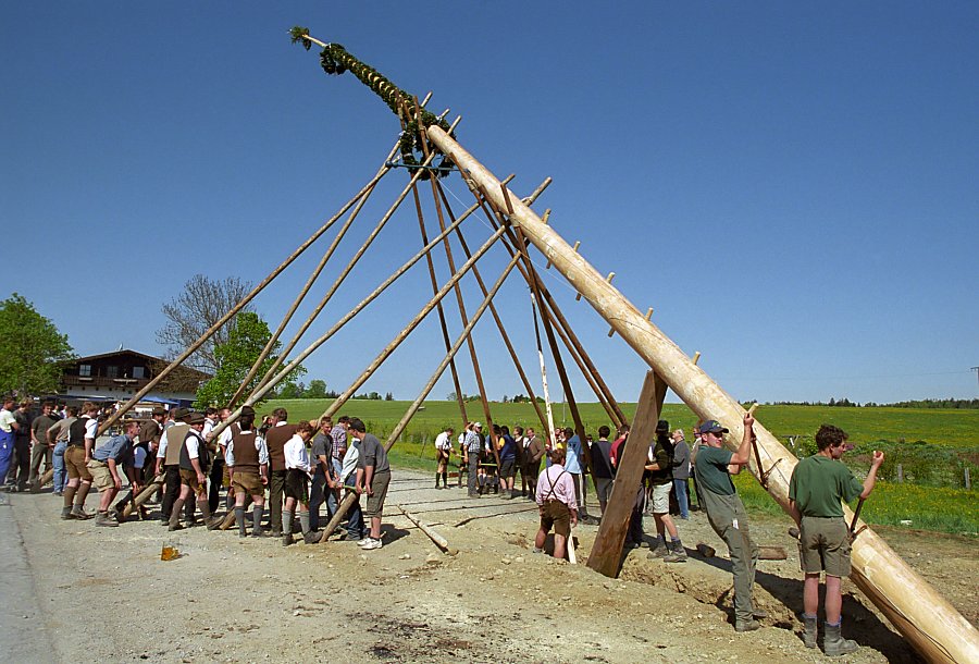 Preparing the Maypole in Bavaria
