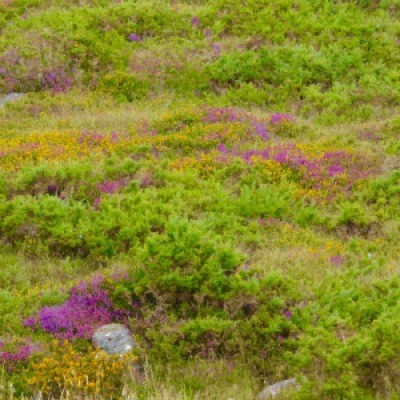 Heather and gorse