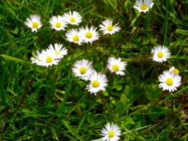 lawn daisies