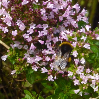 Bumblebee wings