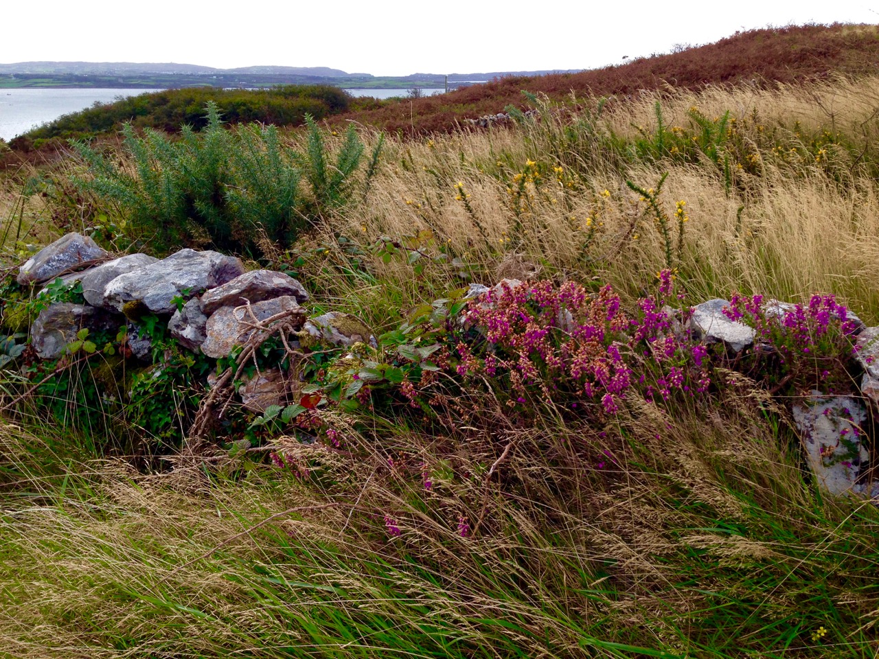 wall and heather