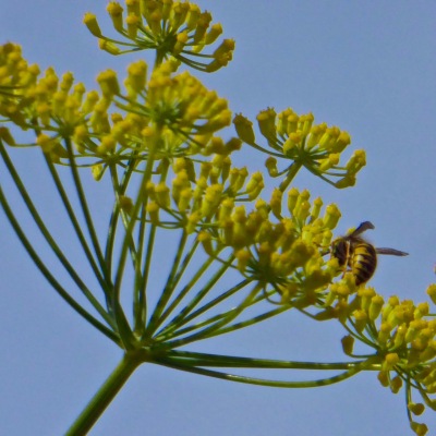 Wasp on fennel