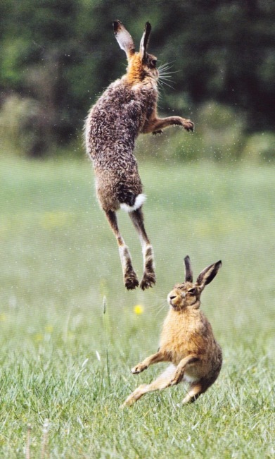 Leaping hares